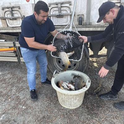 Poribljavanje 10.3.2026. (Šaran,Štuka,Amur)